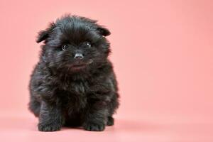 Pomeranian Spitz puppy, copy space on pink background photo