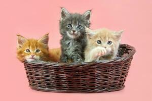 tres gatitos maine coon en canasta foto