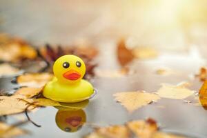 Autumn duck toy in puddle with leaves photo