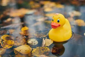 Duck toy in autumn puddle with leaves photo