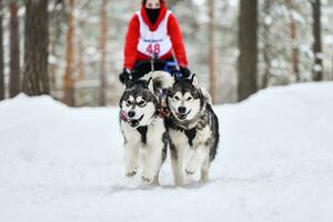 Husky sled dog racing photo