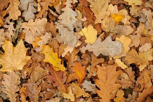 Autumn leaves, top view photo