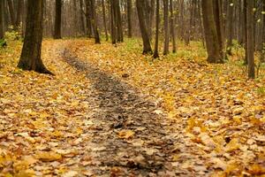 Autumn forest footpath with fallen leaves photo