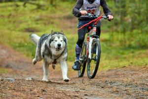 Bikejoring sled dog mushing race photo