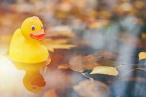 juguete de pato de otoño en charco con hojas foto