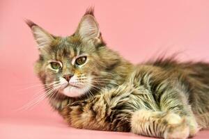 Maine Coon cat, tortoiseshell coat color. photo