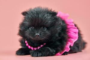 Pomeranian Spitz puppy in skirt with beads on pink background photo