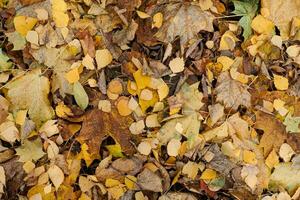 Autumn leaves, top view photo