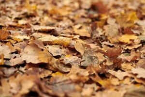 Autumn leaves in city park photo