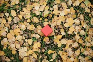 Gift box in autumn leaves, copy space photo