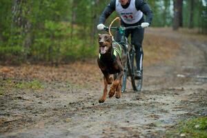 bikejoring trineo tirado por perros carrera de mushing foto
