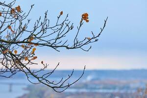 Autumn branches with fallen leaves photo
