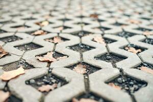 Paving stone with autumn leaves. photo