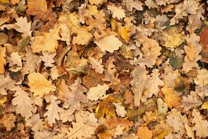 Autumn leaves, top view photo