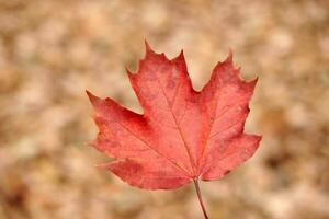 Red autumn leaf on yellow foliage background photo