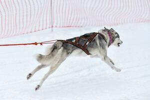 Husky sled dog running photo