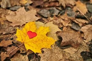 Heart on maple leaf. Infatuation or loneliness concept. photo