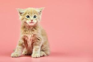 Maine coon cream kitten photo