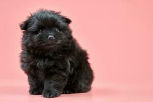 cachorro pomeranian spitz, espacio de copia sobre fondo rosa foto