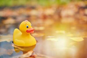 juguete de pato de otoño en charco con hojas foto