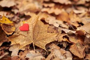 Heart on maple leaf. Infatuation or loneliness concept. photo