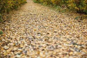 Autumn park pathway photo