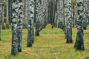 Autumn forest footpath photo