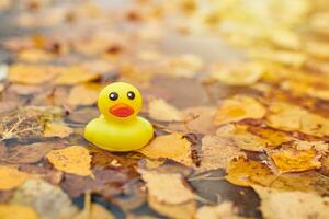 Duck toy in autumn puddle with leaves photo