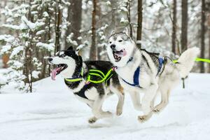 Husky sled dog running photo