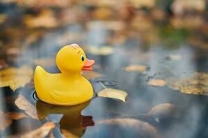 juguete de pato en charco de otoño con hojas foto