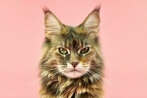 gato maine coon, color de capa de carey. foto