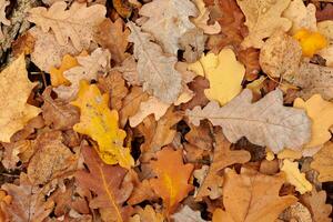 Autumn leaves, top view photo