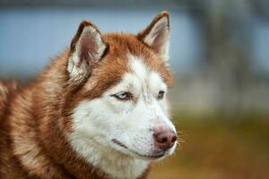 Husky dog portrait photo