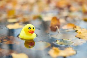 juguete de pato en charco de otoño con hojas foto