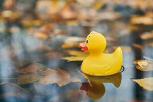 juguete de pato de otoño en charco con hojas foto