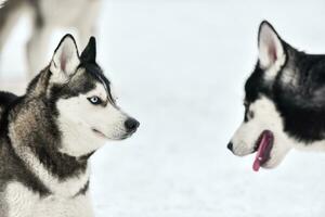 perro husky caminando foto