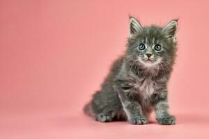 Maine coon kitten photo