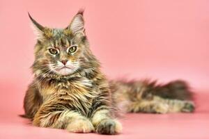 Maine Coon tortoiseshell cat, copy space photo