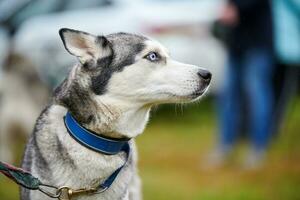 Husky dog portrait photo