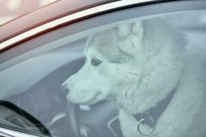 Husky dog in car photo