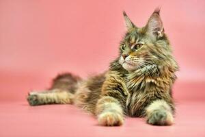 Maine Coon tortoiseshell cat, copy space photo