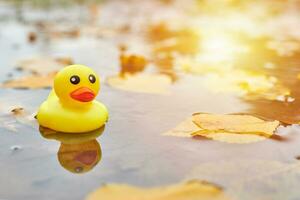 juguete de pato de otoño en charco con hojas foto