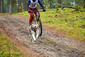 Bikejoring dog mushing race photo