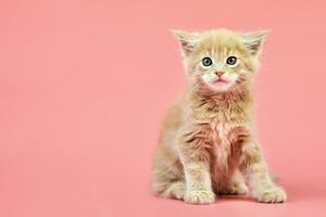 Maine coon cream kitten photo