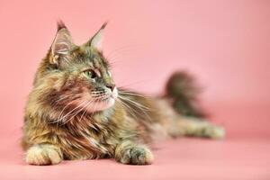 Maine Coon cat, tortoiseshell coat color. photo