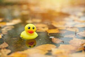 juguete de pato de otoño en charco con hojas foto