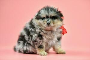 Pomeranian Spitz puppy, copy space on pink background photo