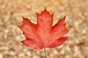 Red autumn leaf on yellow foliage background photo