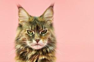 gato maine coon, color de capa de carey. foto