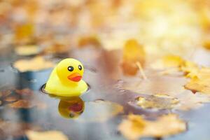 Duck toy in autumn puddle with leaves photo